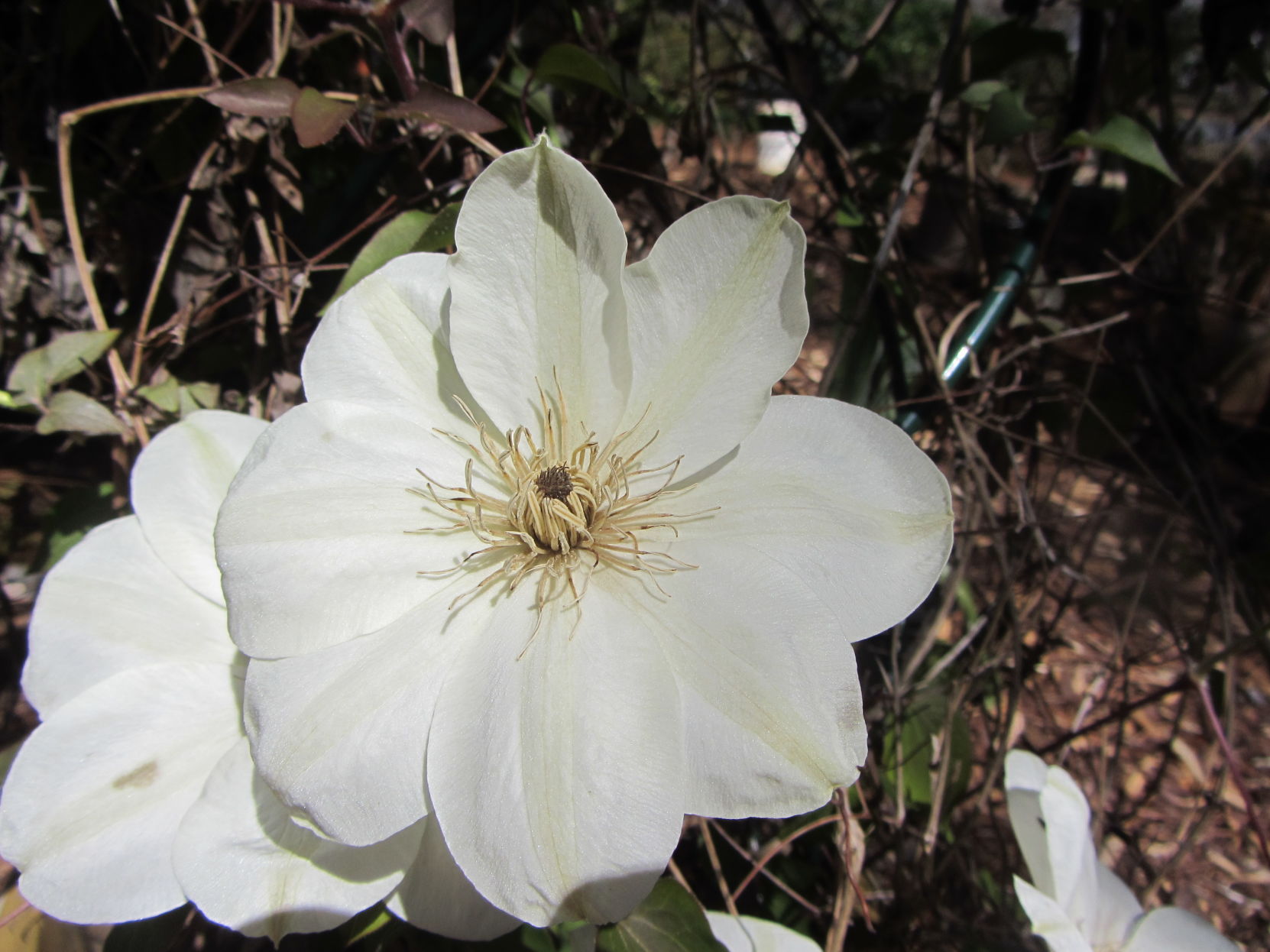 MAR clematis.JPG